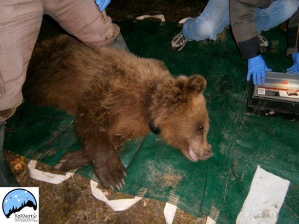 Απομάκρυναν την αρκούδα από εκτροφείο θηραμάτων στα Γρεβενά
